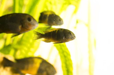 Tanganyika Gölü 'nde yaşayan Afrika balığı Trophyus Cichlids