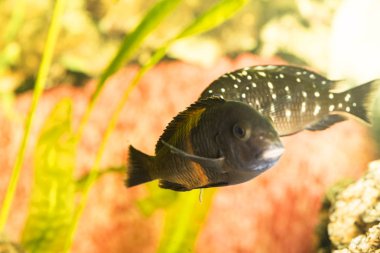 Tanganyika Gölü 'nde yaşayan Afrika balığı Trophyus Cichlids