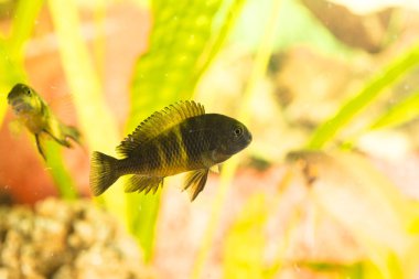 Tanganyika Gölü 'nde yaşayan Afrika balığı Trophyus Cichlids
