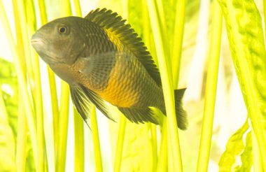 Tanganyika Gölü 'nde yaşayan Afrika balığı Trophyus Cichlids