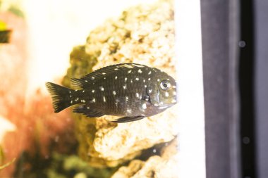 Tanganyika Gölü 'nde yaşayan Afrika balığı Trophyus Cichlids