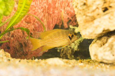 Tanganyika Gölü 'nde yaşayan Afrika balığı Trophyus Cichlids