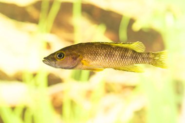 Tanganyika Gölü 'nde yaşayan Afrika balığı Trophyus Cichlids