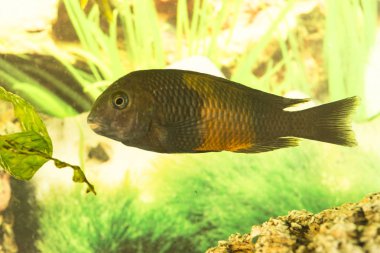 Tanganyika Gölü 'nde yaşayan Afrika balığı Trophyus Cichlids
