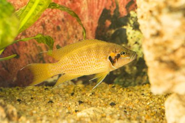 Tanganyika Gölü 'nde yaşayan Afrika balığı Trophyus Cichlids