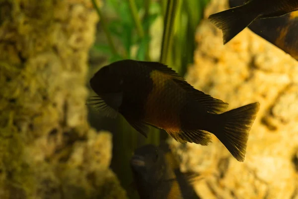 Αφρικανικά Ψάρια Trophyus Cichlids Που Ζουν Στη Λίμνη Tanganyika — Φωτογραφία Αρχείου