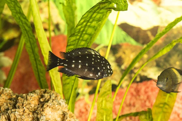 Peixes Africanos Trophyus Cichlids Que Vivem Lago Tanganyika — Fotografia de Stock