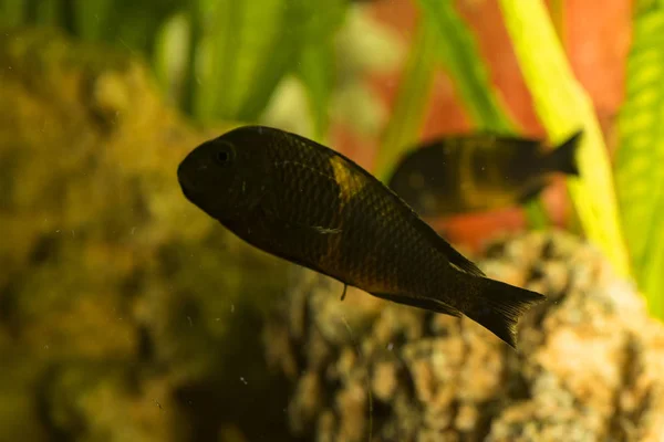 タンガニーカ湖に住むアフリカの魚 Trophyus Cichlids — ストック写真