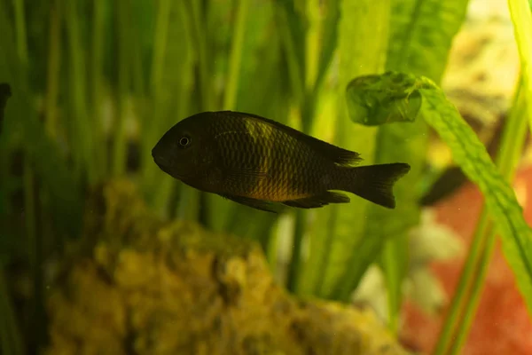 Peces Africanos Trophyus Cichlids Que Viven Lago Tanganica —  Fotos de Stock