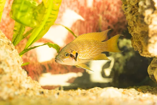 Африканські Риби Trophyus Cichlids Живуть Озері Танганьїка — стокове фото