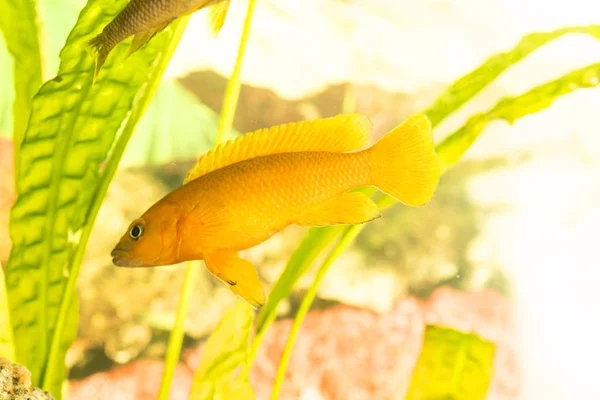 Peces Africanos Trophyus Cichlids Que Viven Lago Tanganica —  Fotos de Stock