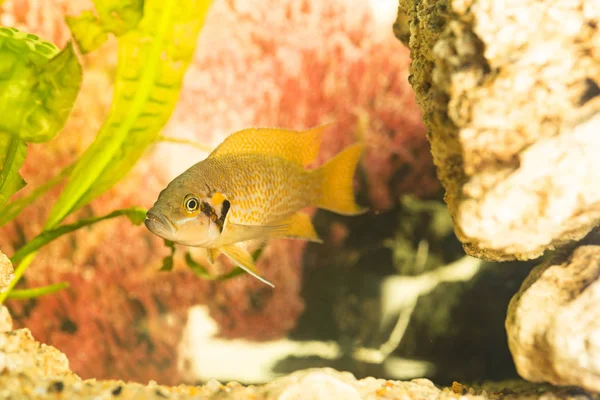 Africké Ryby Trophyus Cichlids Žijící Jezeře Tanganyika — Stock fotografie