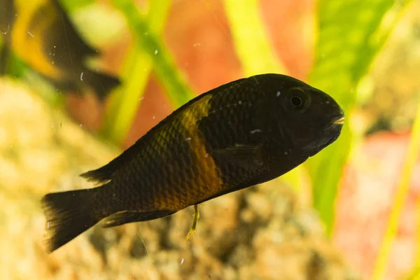 タンガニーカ湖に住むアフリカの魚 Trophyus Cichlids — ストック写真