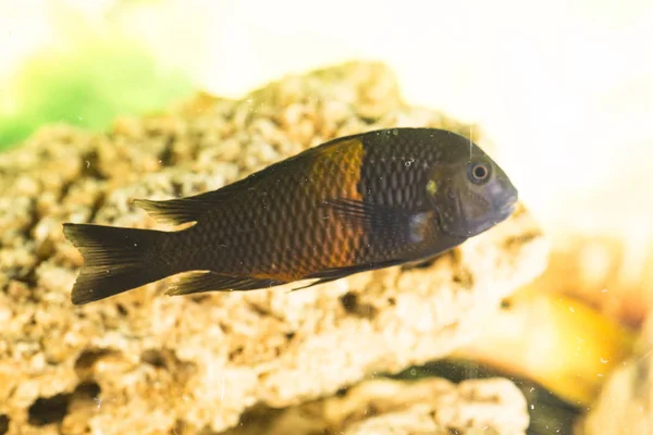 Peixes Africanos Trophyus Cichlids Que Vivem Lago Tanganyika — Fotografia de Stock