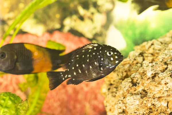 Peixes Africanos Trophyus Cichlids Que Vivem Lago Tanganyika — Fotografia de Stock