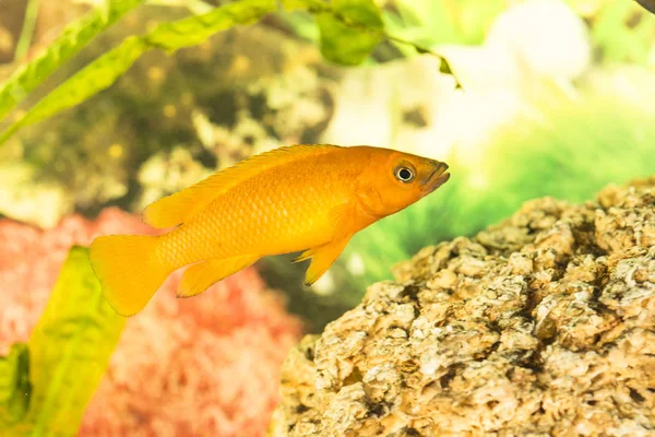 Peixes Africanos Trophyus Cichlids Que Vivem Lago Tanganyika — Fotografia de Stock