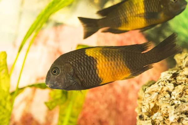 Tanganyika Tóban Élő Trophyus Cichlids Afrikai Hal — Stock Fotó