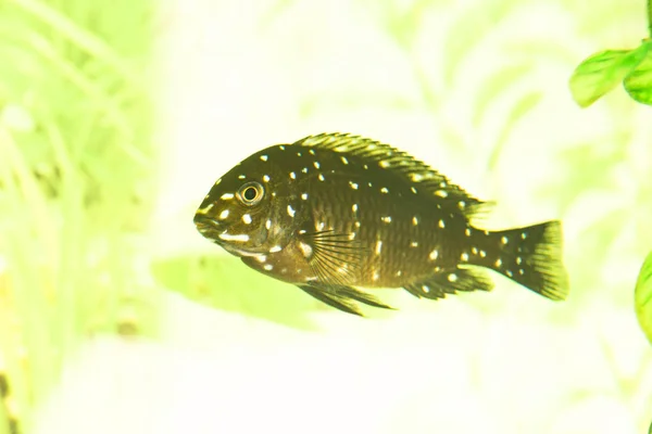 Peixes Africanos Trophyus Cichlids Que Vivem Lago Tanganyika — Fotografia de Stock