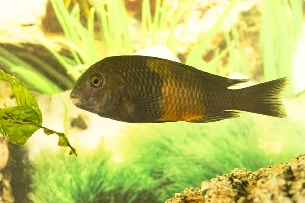 Peixes Africanos Trophyus Cichlids Que Vivem Lago Tanganyika — Fotografia de Stock