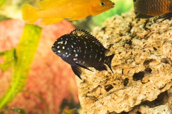 Африканські Риби Trophyus Cichlids Живуть Озері Танганьїка — стокове фото