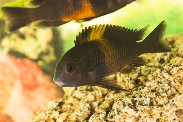 African Fish Trophyus Cichlids Living Lake Tanganyika — Stockfoto