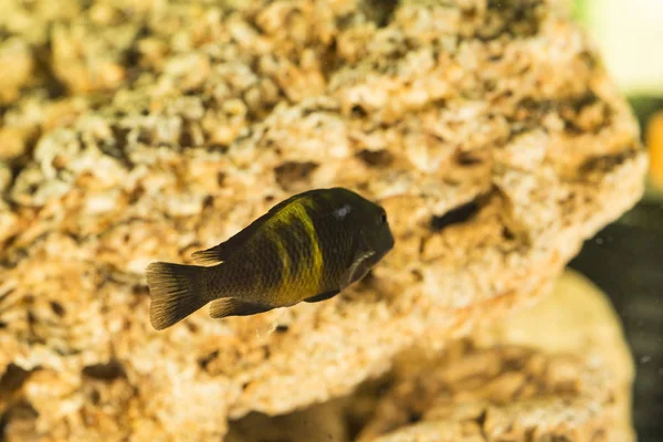 Peixes Africanos Trophyus Cichlids Que Vivem Lago Tanganyika — Fotografia de Stock