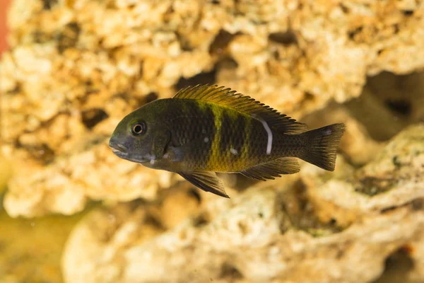 Африканські Риби Trophyus Cichlids Живуть Озері Танганьїка — стокове фото