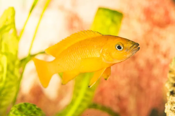 Tanganyika Tóban Élő Trophyus Cichlids Afrikai Hal — Stock Fotó