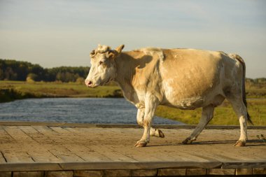 Ukrayna 'da ahşap bir köprüde inek sürüsü. Ekim 2019