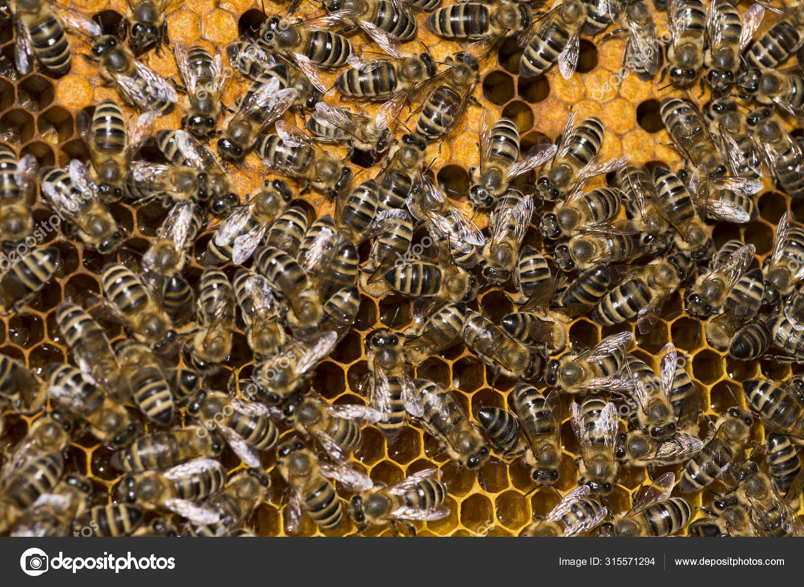 Ruche Abeille Cadre Avec Abeilles Image Libre De Droit Par Gor 71 Mail Ru C Ruche Abeille Cadre Avec Abeilles Image Libre De Droit Par Gor 71 Mail Ru C