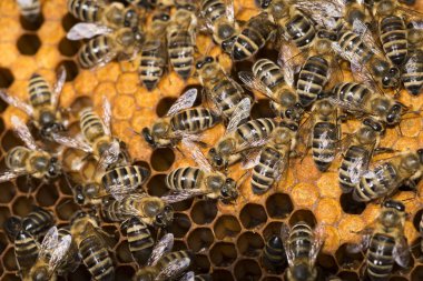 Arı kovanı, arılarla çerçeve