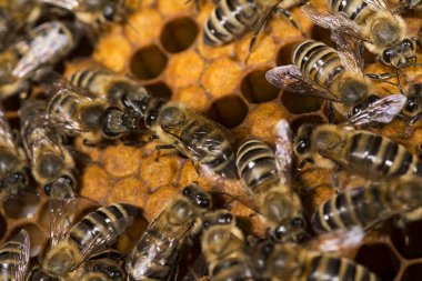 Arı kovanı, arılarla çerçeve