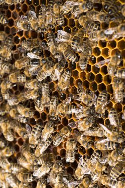 Arı kovanı, arılarla çerçeve