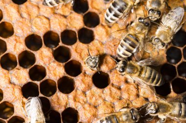 Arı kovanı, arılarla çerçeve