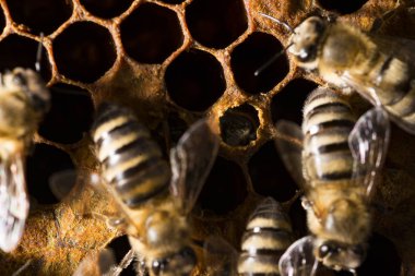 Arı kovanı, arılarla çerçeve