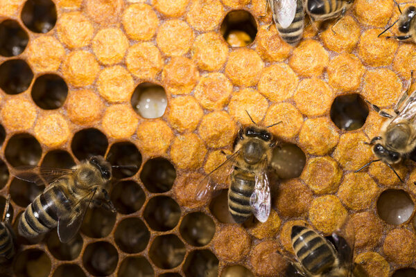 bee hive, frame with bees
