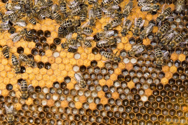 Colmena Abejas Marco Con Abejas — Foto de Stock