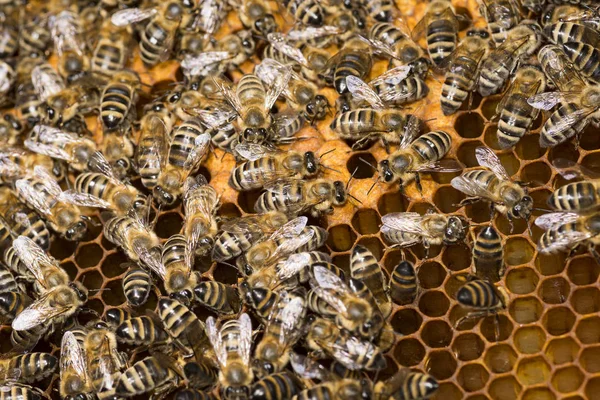 Colmena Abejas Marco Con Abejas —  Fotos de Stock