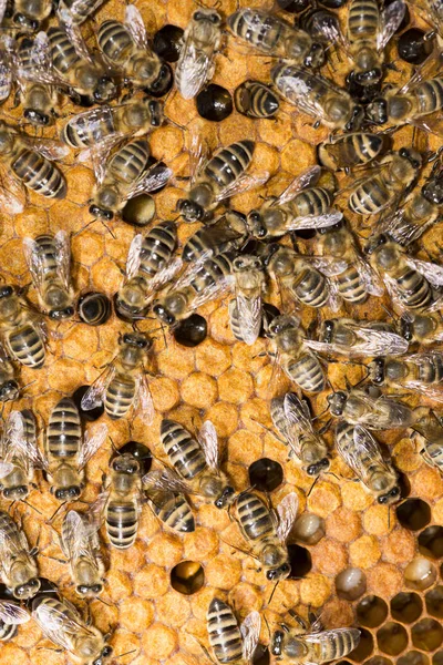 Bienenstock Rahmen Mit Bienen — Stockfoto