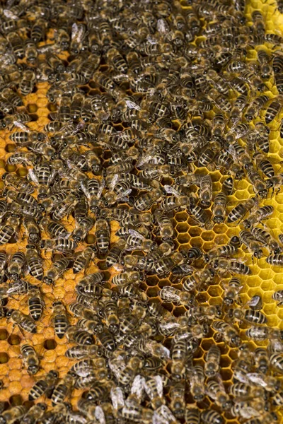 Colmena Abejas Marco Con Abejas — Foto de Stock