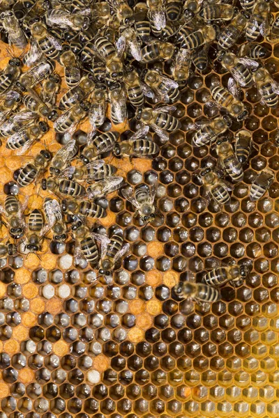 Colmena Abejas Marco Con Abejas — Foto de Stock