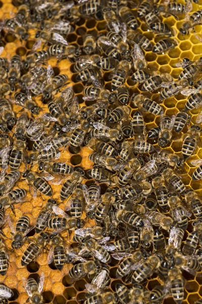 Colmena Abejas Marco Con Abejas — Foto de Stock