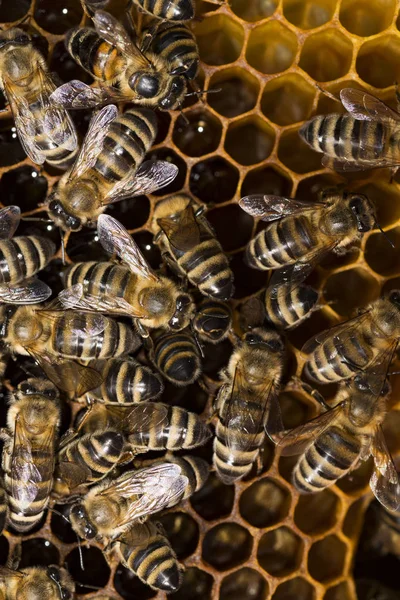 Bee Hive Frame Bees — Stock Photo, Image