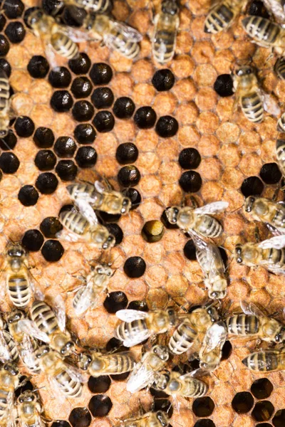 Bee Hive Frame Bees — Stock Photo, Image