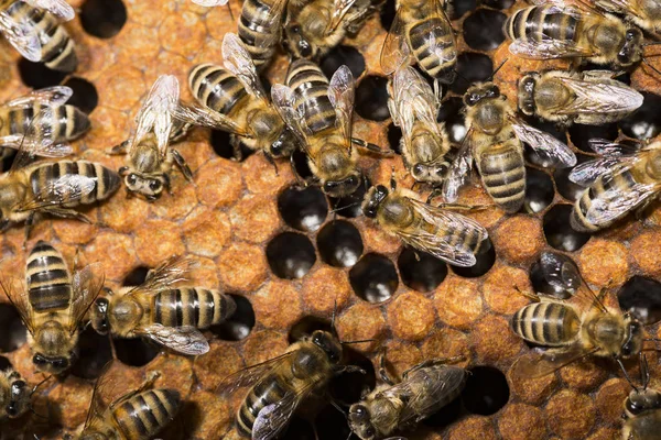 Bienenstock Rahmen Mit Bienen — Stockfoto