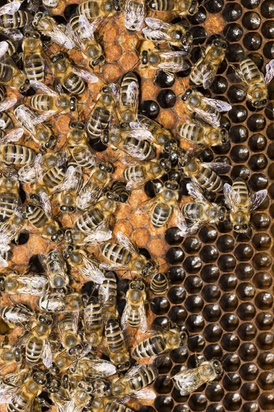 Colmena Abejas Marco Con Abejas —  Fotos de Stock