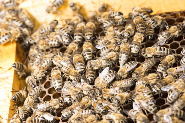 Bee Hive Frame Bees — Stock Photo, Image