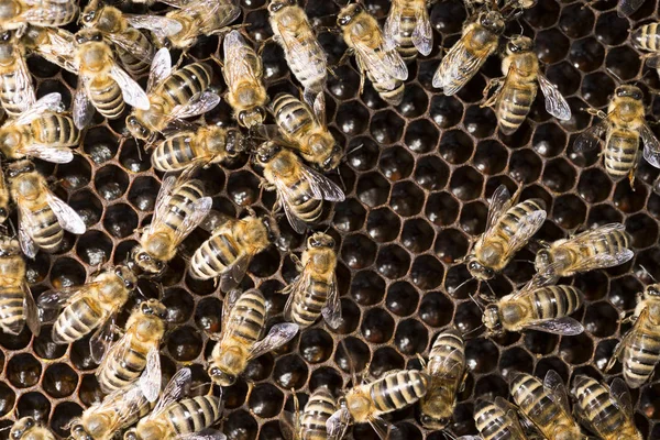 Colmena Abejas Marco Con Abejas — Foto de Stock