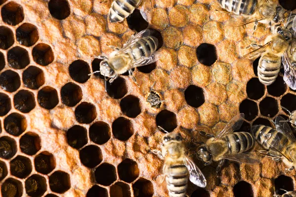 Bee Hive Frame Bees — Stock Photo, Image