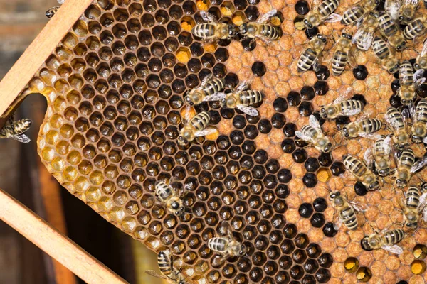 Bee Hive Frame Bees — Stock Photo, Image